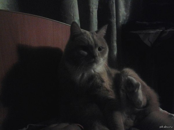 Мой кот Масяня