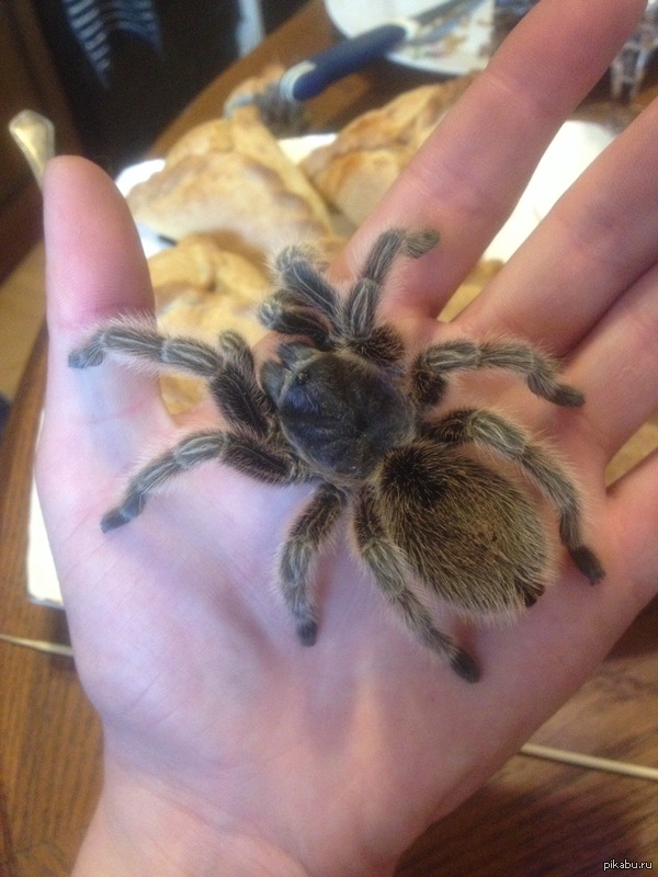 �������� ���������)) �������