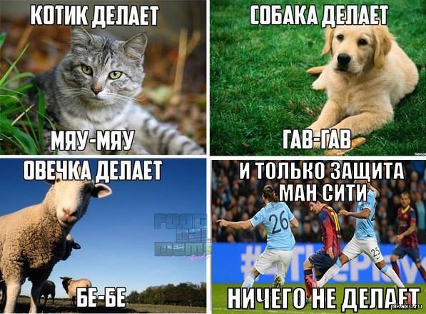 сделай мяу. сделай мяу. мяу. котики комиксы смешные. комикс рисунок.