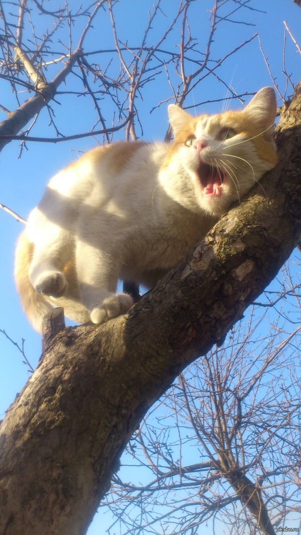 Стоило захотеть сделать фото кота..