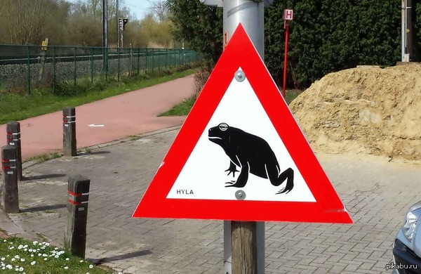 Аккуратненько, смотрим под ноги и колеса, лягушка хила