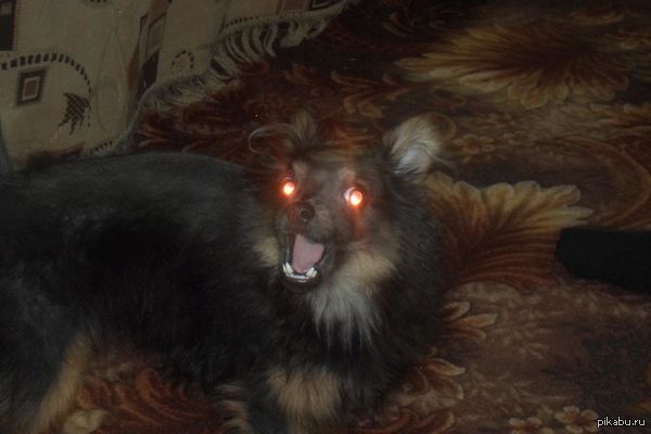 Time to call the exorcist - Sobakeren, Anger, Kindness, Dog