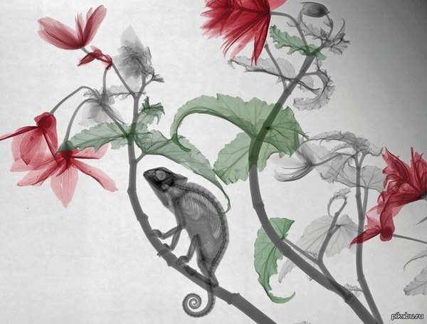 ��������� ����������