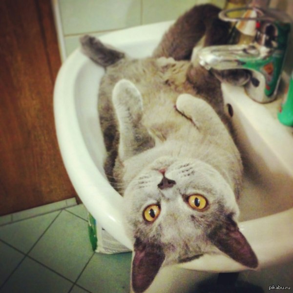 Мелкий любитель раковин