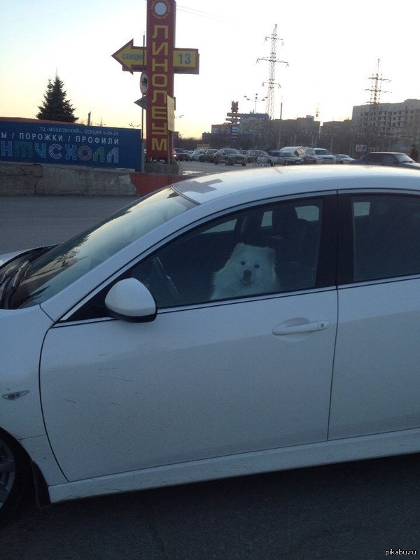 Он поехал снимать сучек