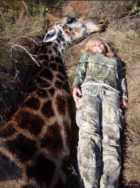 На человека охотятся за деньги. Ребекка Фрэнсис охотница. Человек на жирафе. Охота на жирафа. Животные охотятся на людей.