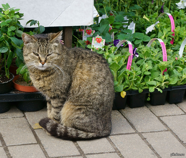 Недовольный кот