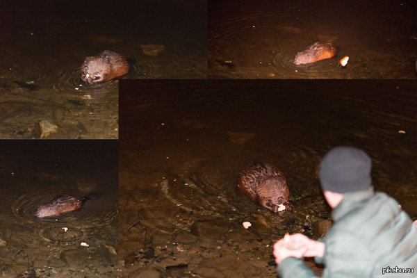 ������, ����, �������, ����!