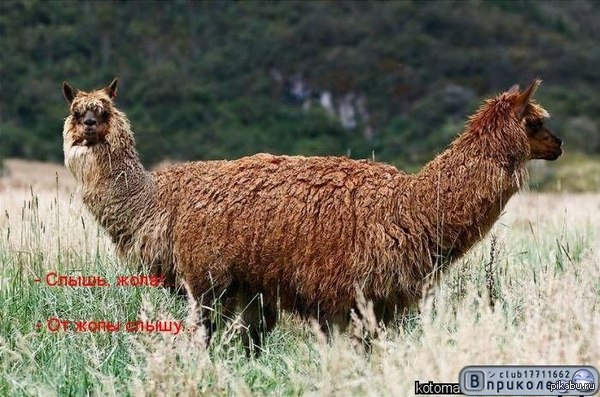 Показалось