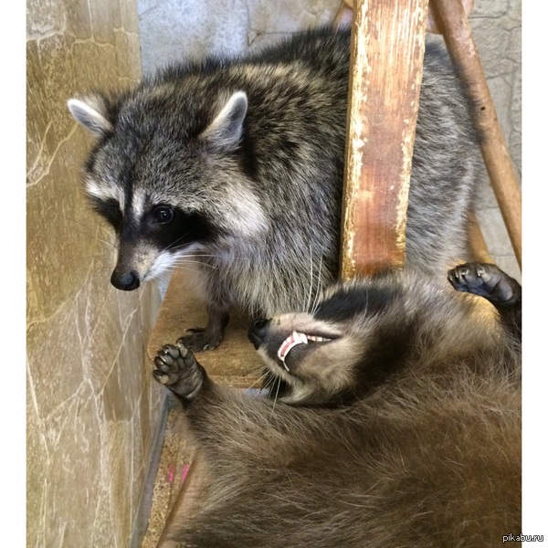 Знакомьтесь, еноты :)