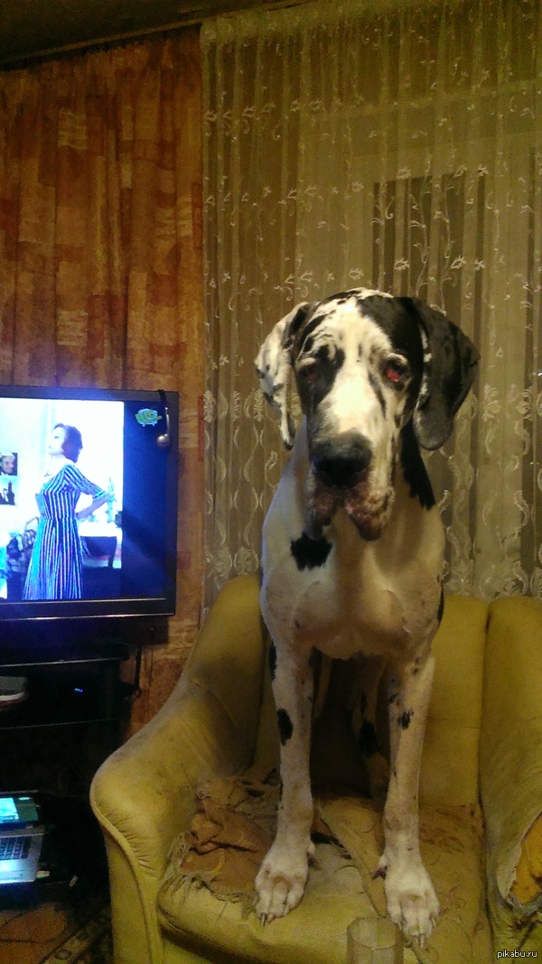 У меня собака - гопник