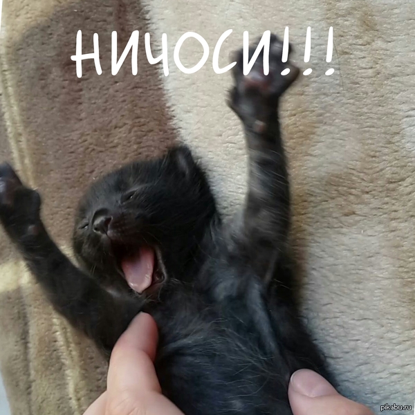 Котёнок только открыл глазки и уже в шоке