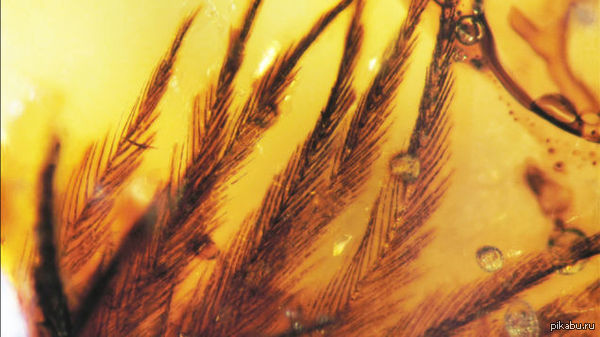     .        ,   . http://io9.com/5840854/dinosaur-feathers-discovered-in-canadian-amber