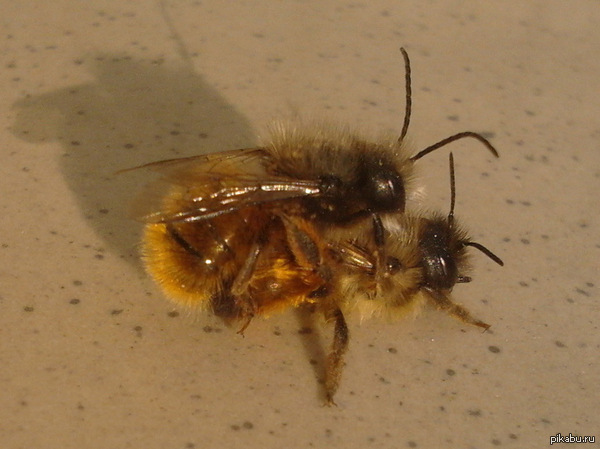 Весна... (Клубничку ставить?)