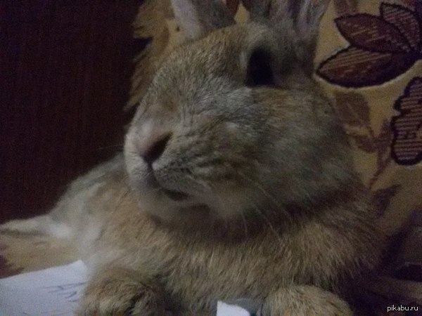 ��� �������� �������