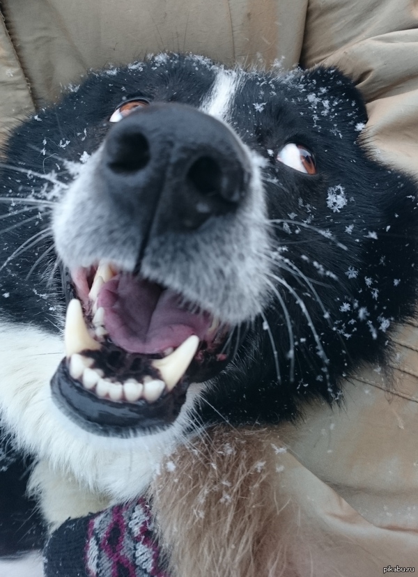 ��� ������ ����