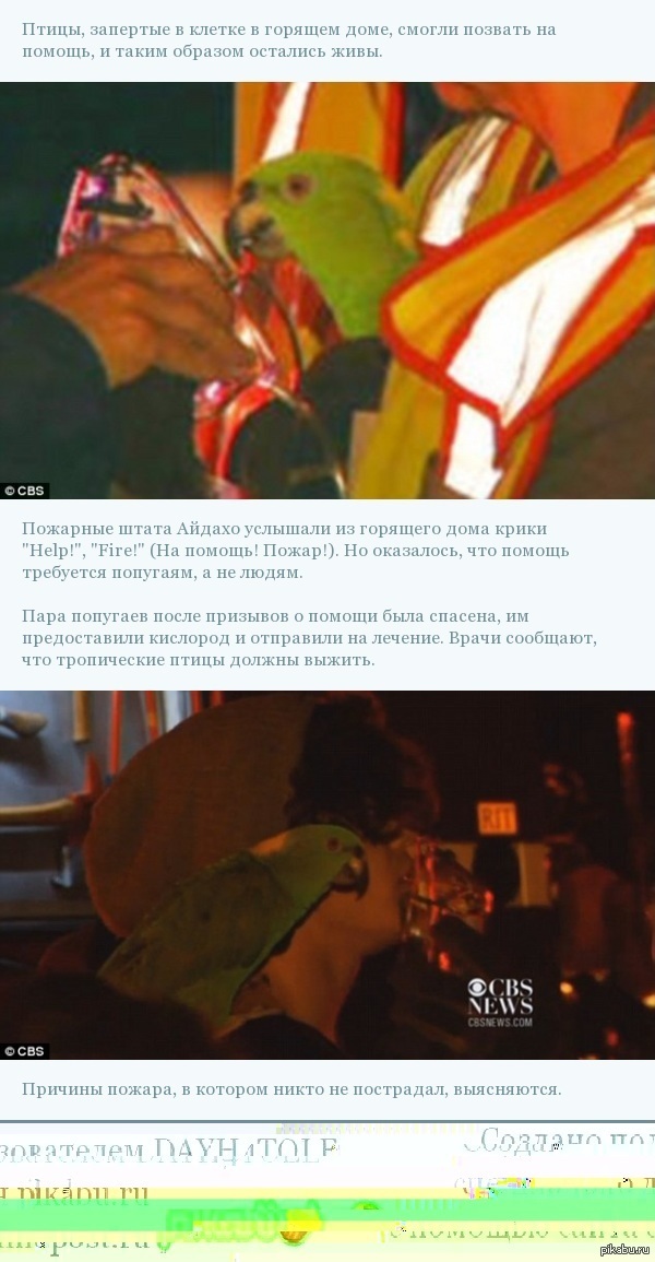 Два говорящих попугая в США спаслись из огня, позвав на помощь пожарных