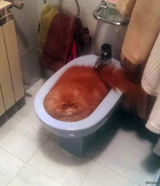 Котэ принимает ванну)