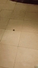 Убил паучка