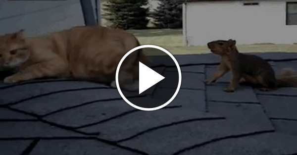 супа гифка про кота и белку зелёную
