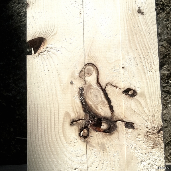 I was doing wood floors, when all of a sudden... - My, Board, Bough, Birds, Drawing, Nature, Creation