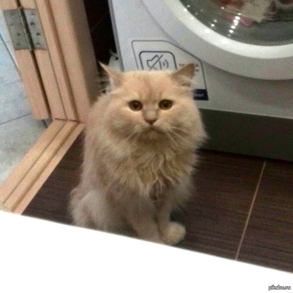 Я в ванной, а кот переживает