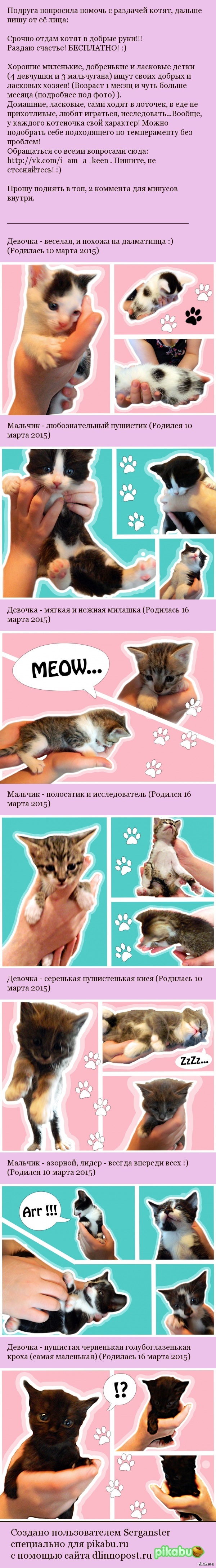 I will give in good hands small lumps of happiness. Kharkiv. - My, Kittens are in good hands, cat, In good hands, Kharkov, Longpost