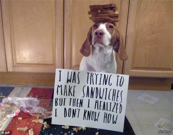 Pet is funny. Понять и простить собака. Dog chews shoes. Бигль прикольные фото. Shaming.