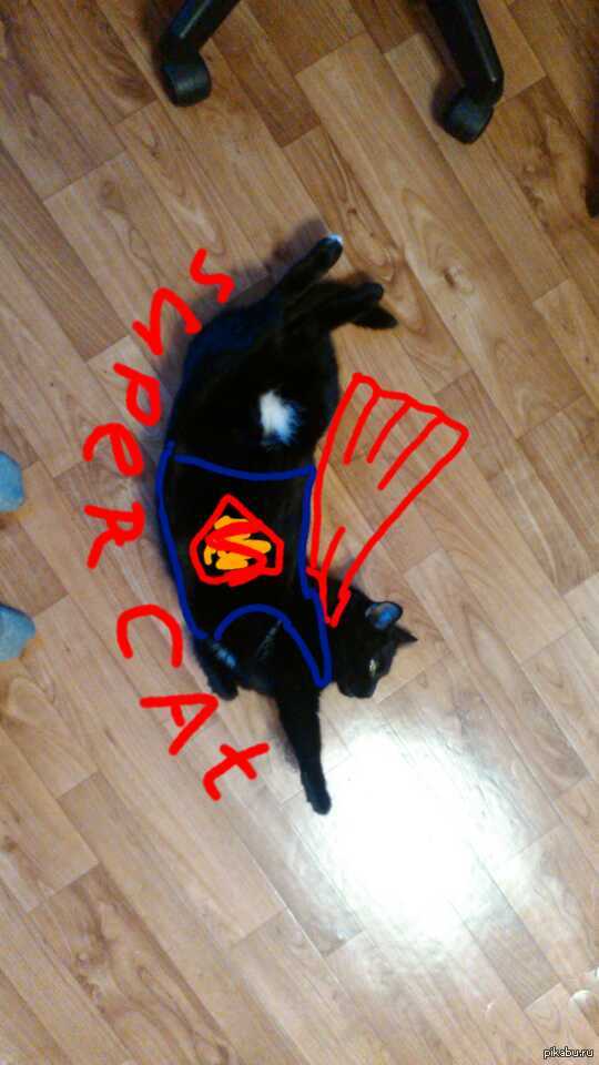 Our supercat ^_^ - My, cat, Super, , Milota