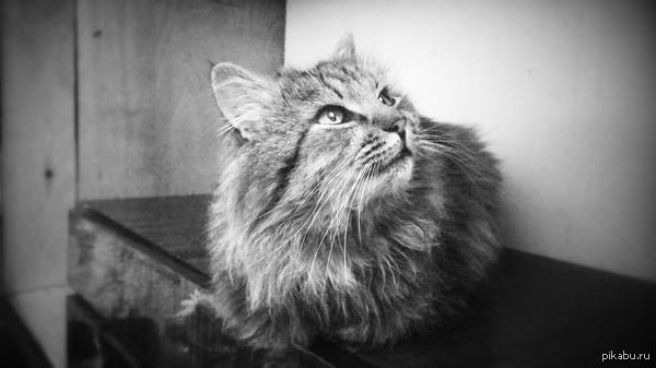 ��� ��������)