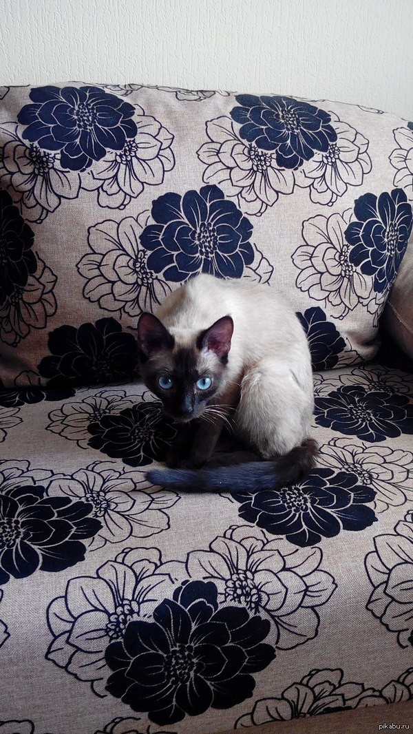 ������� ������� ���������� ���������