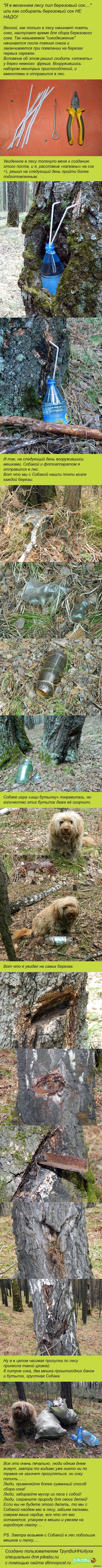 Сбор березового сока с Собакой и мешками.