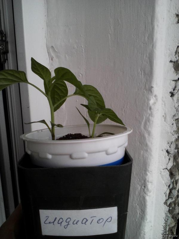 ������ ��� ������