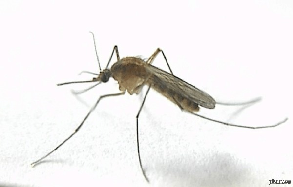 �� ��� �������?