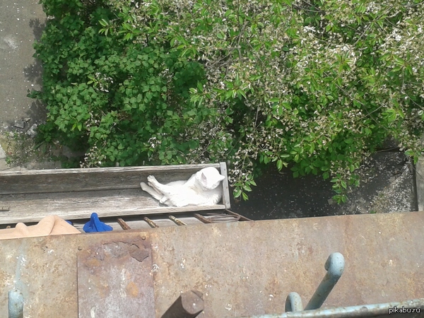 Котейка принимает солнечные ванны(удобно видать :D)
