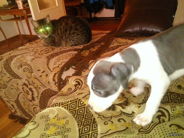 ����� �����