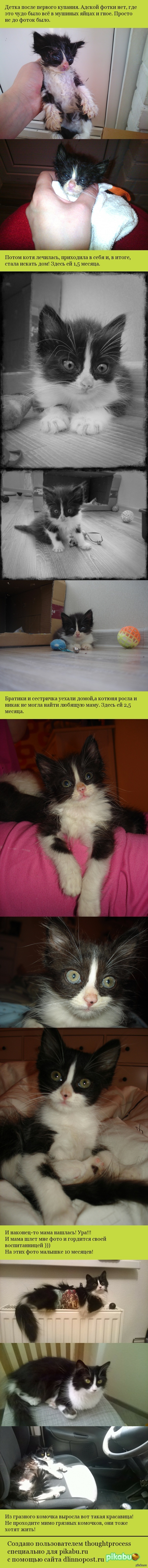 Эволюция умирающего котенка (часть 2)