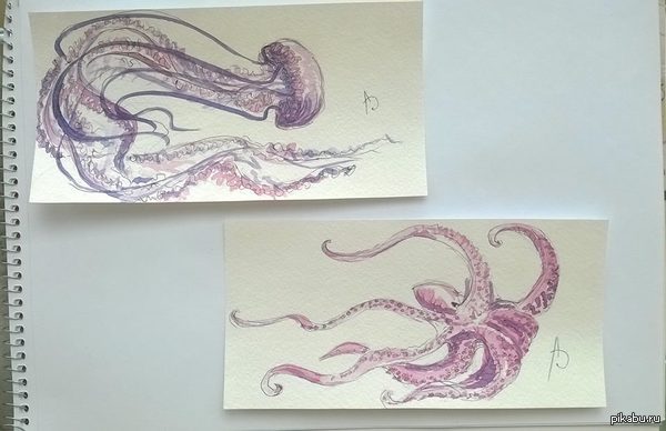 Octopus and jellyfish       .   , -   :D  ,-      .