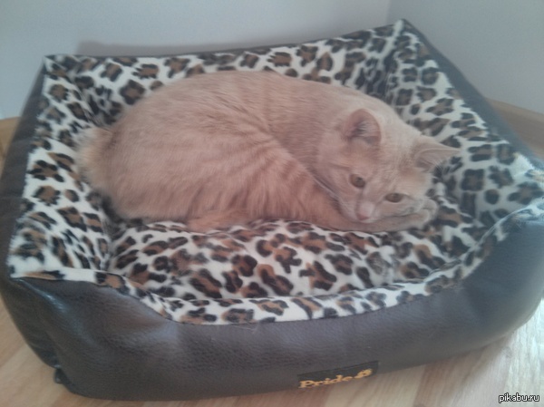 У всех хвостатые, а у меня вот.