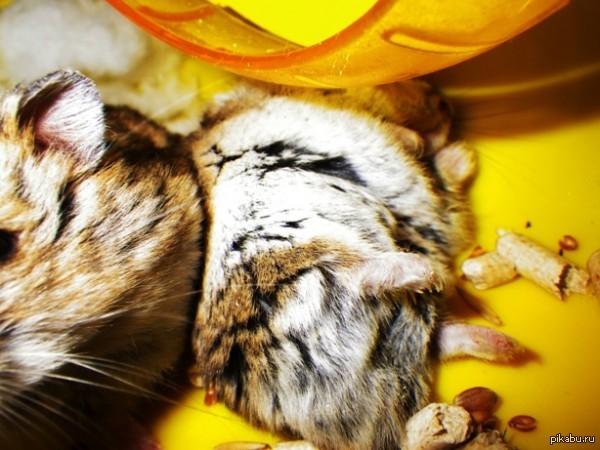 ������ �������?