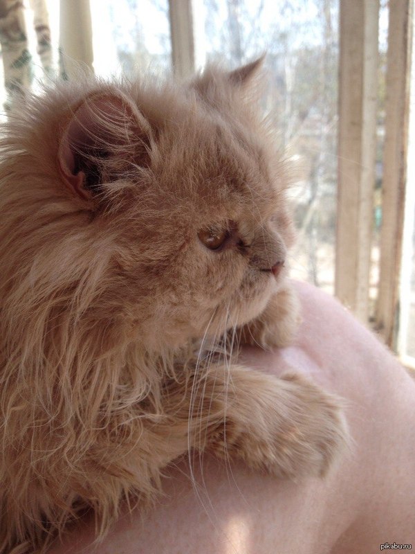 ��� �������