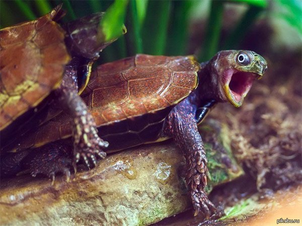 What is she thinking? - NSFW, Turtle, Astonishment