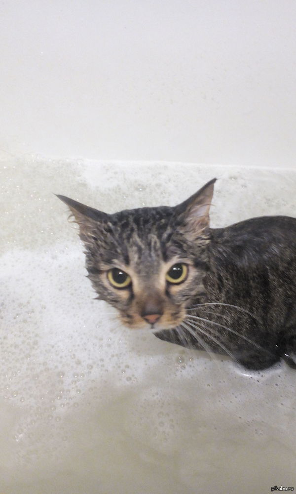 ������ ���