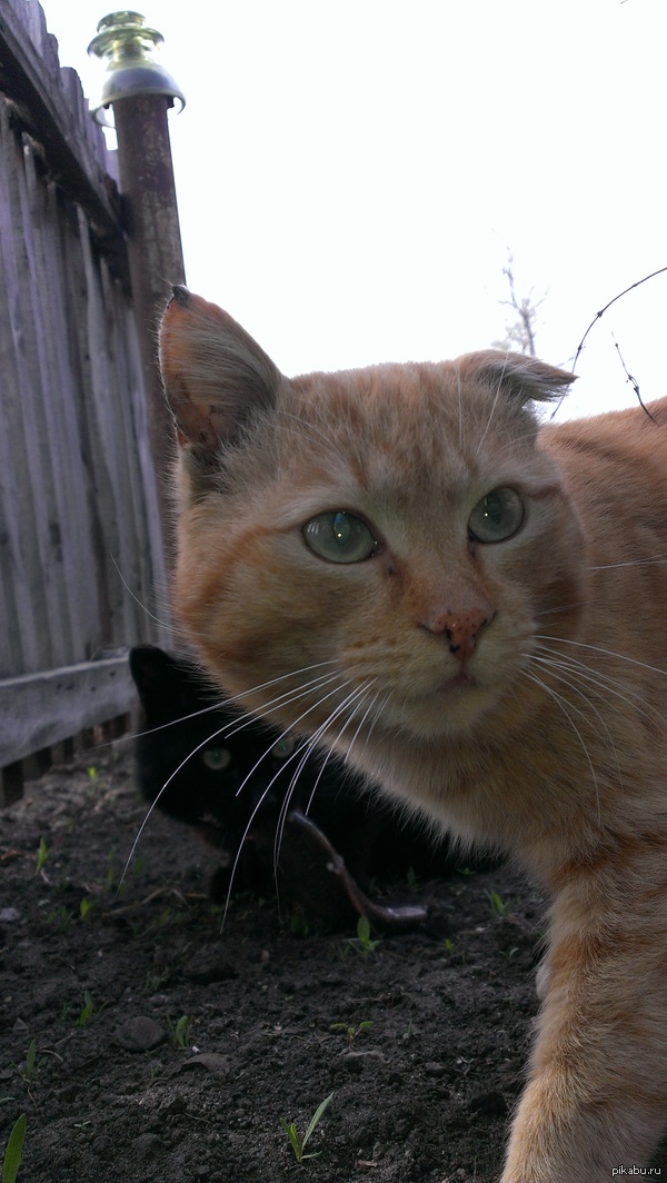 Мои матерые котаны