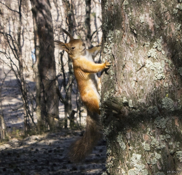 Это чувство, когда белка фотогигеничнее тебя
