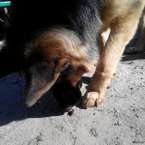 Границу нарушаем, товарищ жук?