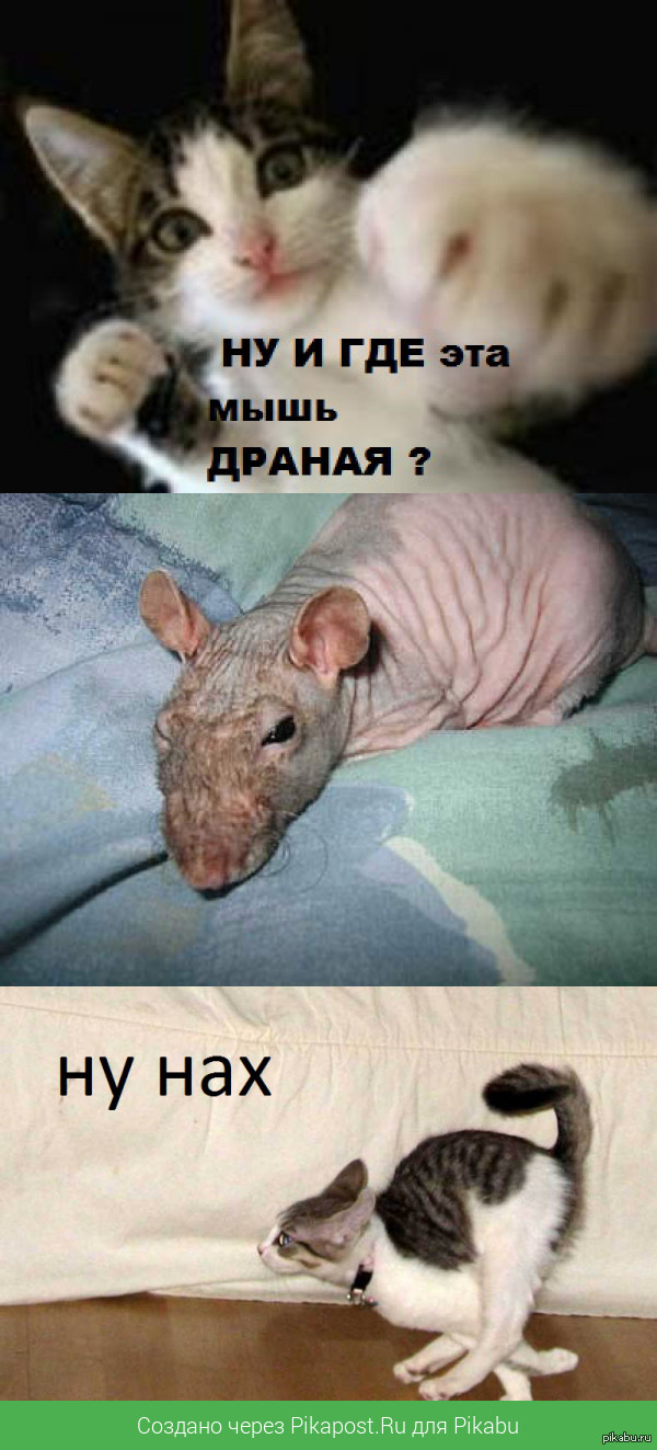 вся суть "бойцов"