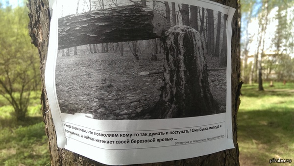 Березовая кровь