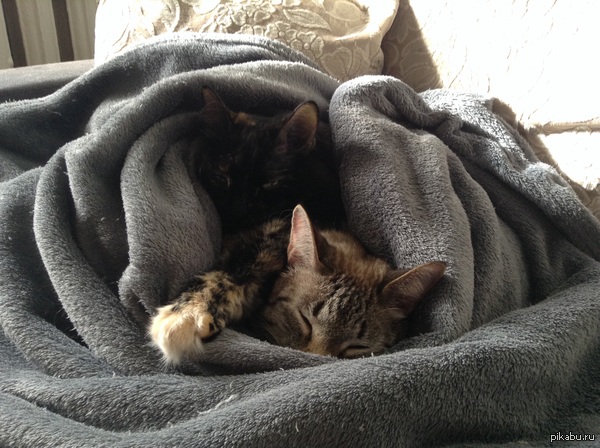 ���� �����