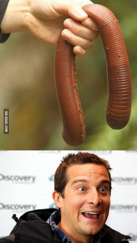Самых больших червяков. Огромный дождевой червь. Большой толстый червяк.